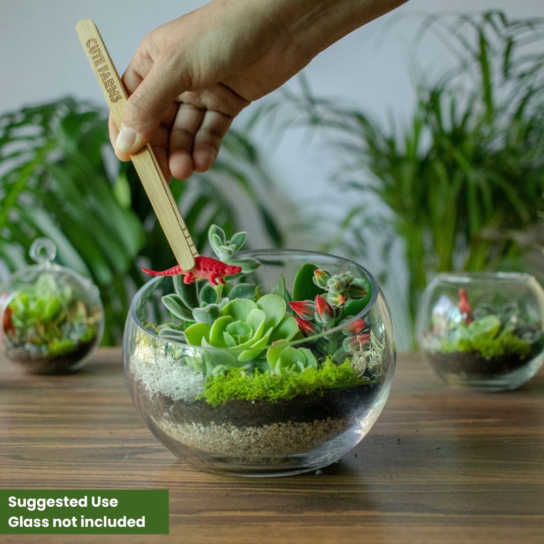 Cute Farms Terrarium Starter Kit | Moss, Vermiculite, Soil, Pebbles, Plant Food, & Finishing Tools (Large + 8 Live Plants)