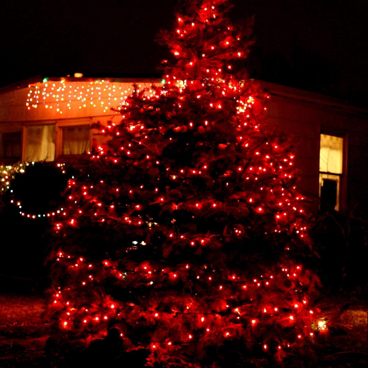 TW SHINE Red Christmas Lights, 20FT 100 Count Incandescent Christmas Mini Tree String Lights, Waterproof Christmas Decorations for Outdoor Indoor Xmas Patio Home Party Garden Yard Decor