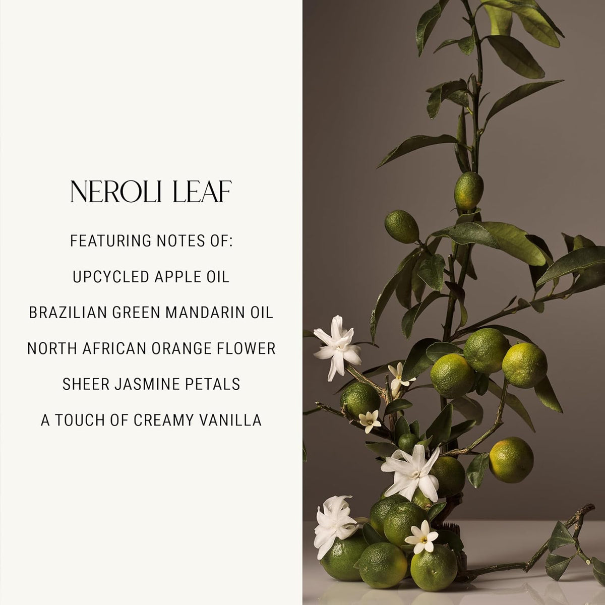 Homecourt Luxury Scented Candle, 60-Hour Burn Time, Soy Wax Blend & Organic Cotton Wick, Kiln-Fired Reusable Ceramic Vessel, Neroli Leaf, 8 oz