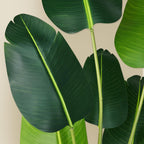 Artificial Bird of Paradise Plant 5.2Ft Fake Tropical Palm Tree with 10Trunks Faux Banana Leaf Trees in Pot for Home Indoor Outdoor Office Modern Decor Housewarming Gift（1Pcs）