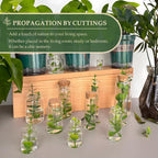 JIUYUE 15 pcs 50 ml Glass Bottle with Cork,Jars with Cork Lids(1.7 oz-1.85x1.96 inch)