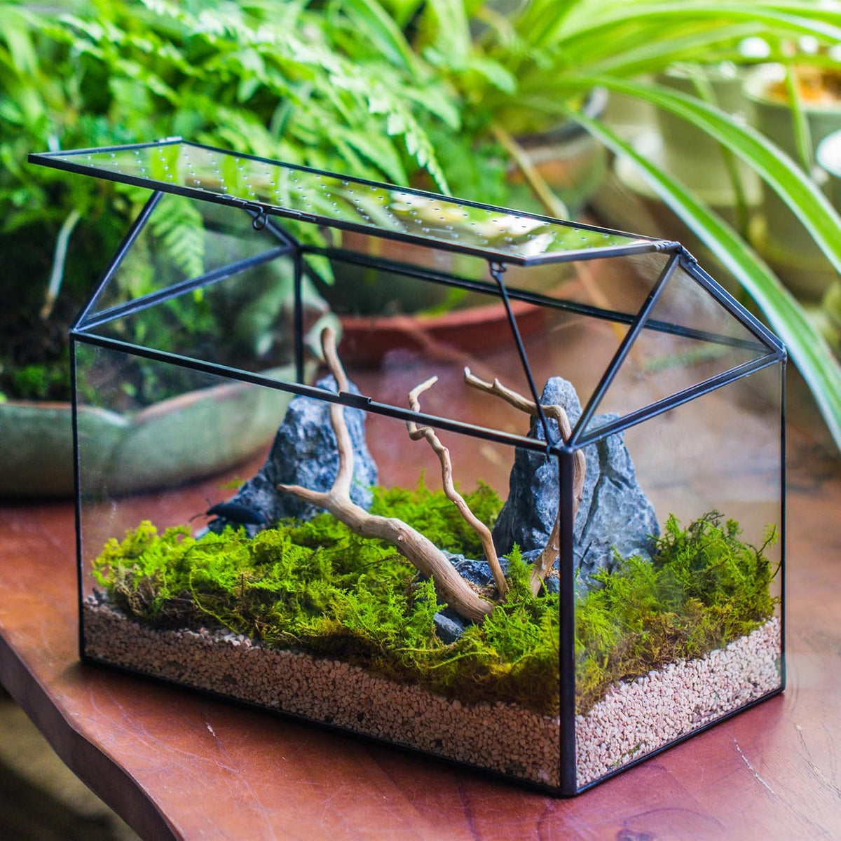 NCYP House Shape Glass Terrarium with Acrylic Lid - 10.2x5.9x8.2 Inches Large Geometric Box for Snails, Ferns, Succulents, Air Plants, Indoor Tabletop Decor, Handmade (Terrarium Only)