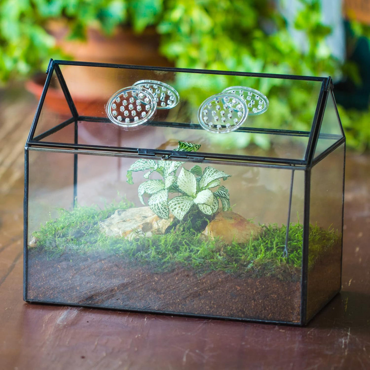 NCYP Glass Terrarium with Lid and Air Holes for Snails, Succulents Plants, Small Cactus - 10.2" x 5.9" x 8.2" House Shape Geometric Clear Box, Indoor Tabletop Decor Black (Terrarium Only)