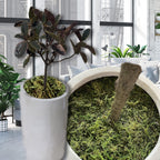 35 OZ Fake Moss for Potted Plants Artificial Moss for Fake Plants Faux Moss for Planters Decorative Moss for Craft and Home Decor…
