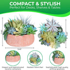 Premium Assorted Artificial Succulent Collection - Large Real Touch Artificial Cactus, Aloe Vera & Succulent Plants Artificial with Pots for Home Office Indoor (Artificial Coconut Shell - Pot)