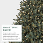 Balsam Hill 6.5ft Pre-Lit Classic Blue Spruce - Artificial Christmas Tree with 2144+ Tips, 700 Clear Incandescent Lights, Easy Plug System, Premium Stand & Storage Bag for Indoor Holiday Decorating