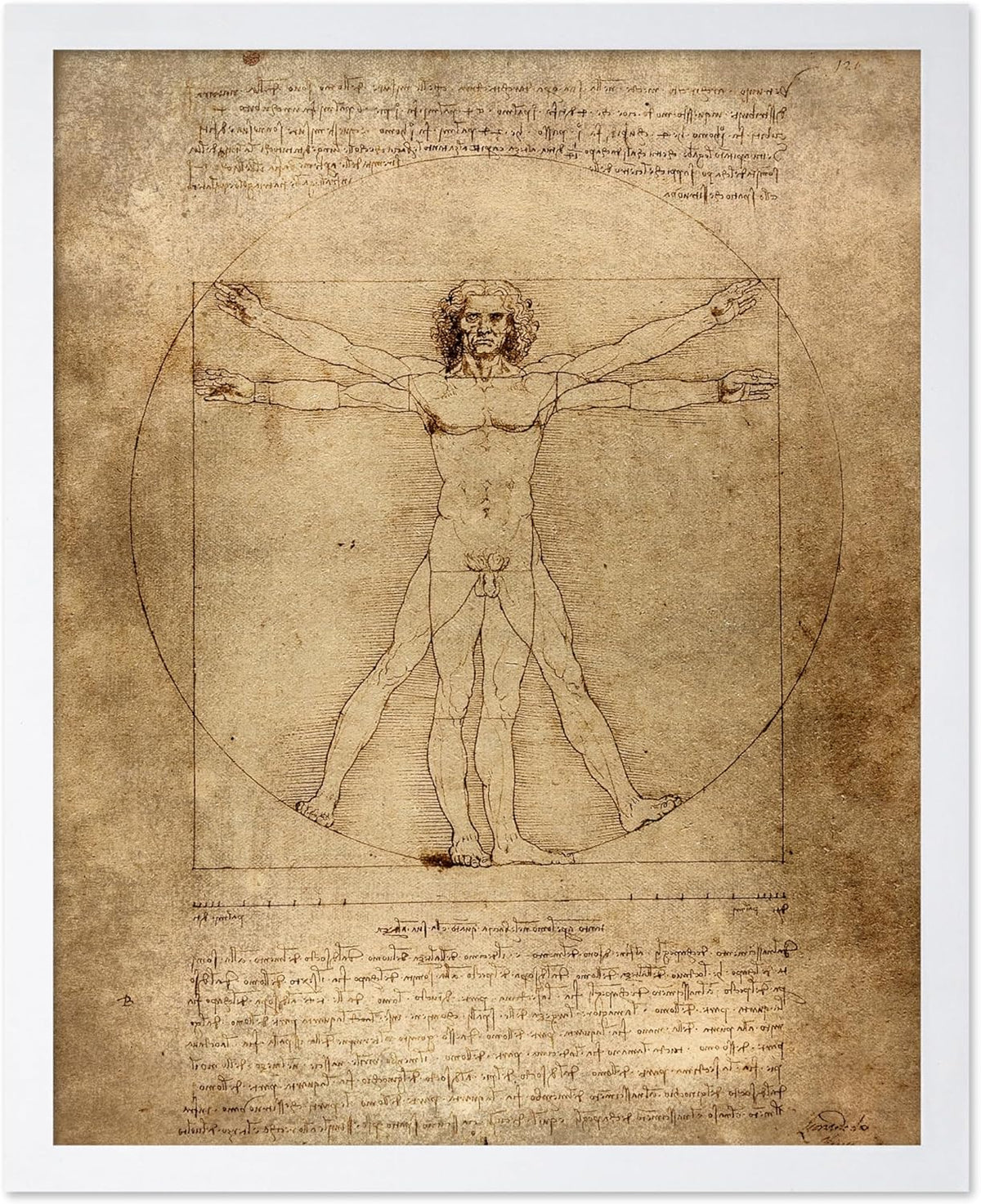 Poster Master Classic Leonardo Da Vinci Poster - Vintage Renaissance Print - Gift for Artist, Friend - Vitruvian Man, Proportion, Symmetry, Human Body - Wall Decor for Office, 11x14 White Framed