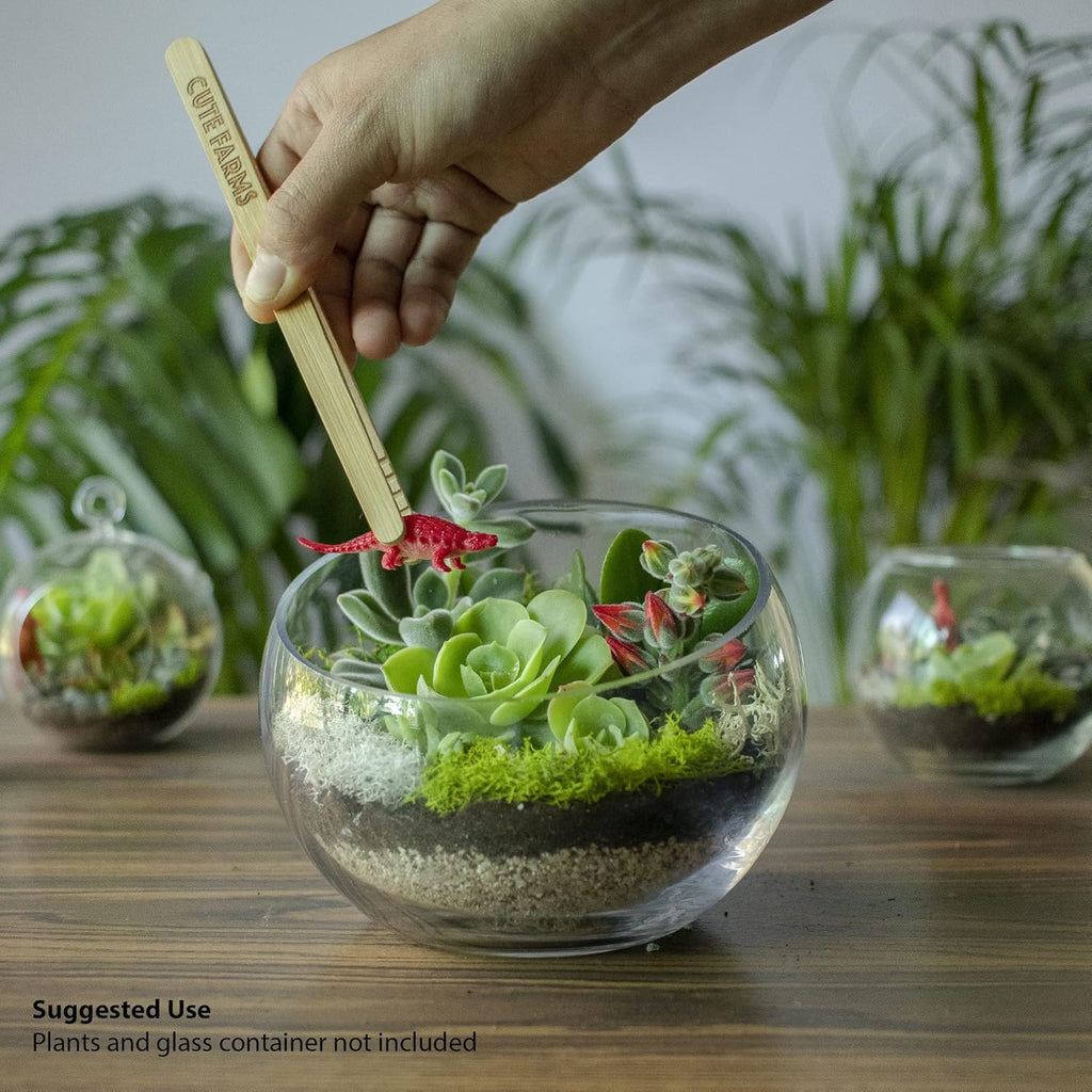 Cute Farms Terrarium Starter Kit | Moss, Vermiculite, Soil, Pebbles, Plant Food, Finishing Tools, Build and Care Guide | DIY Succulent Terrarium for Adults and Kids (Medium)