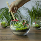 Cute Farms Terrarium Starter Kit | Moss, Vermiculite, Soil, Pebbles, Plant Food, Finishing Tools, Build and Care Guide | DIY Succulent Terrarium for Adults and Kids (Medium)