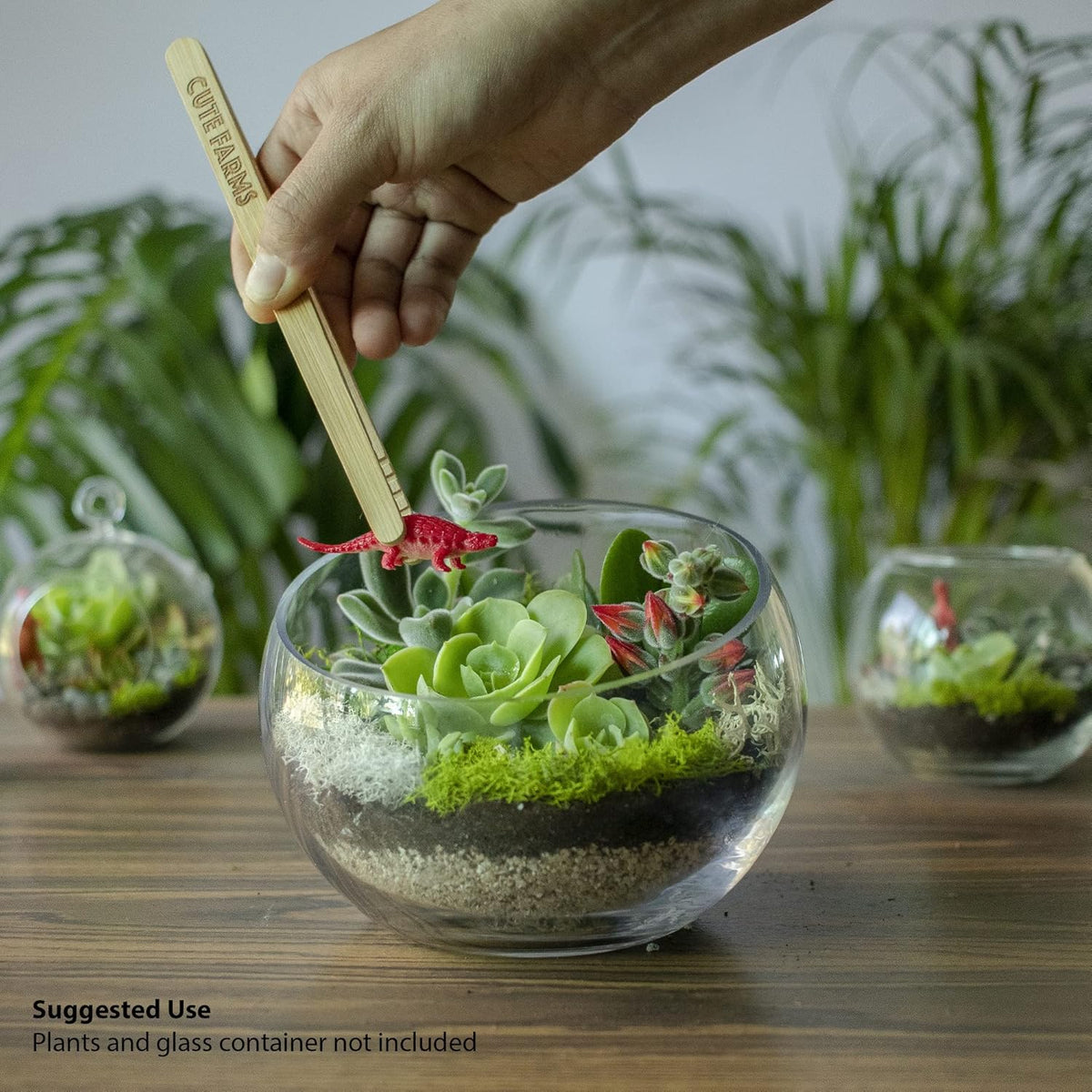 Cute Farms Terrarium Starter Kit | Moss, Vermiculite, Soil, Pebbles, Plant Food, Finishing Tools, Build and Care Guide | DIY Succulent Terrarium for Adults and Kids (Small)
